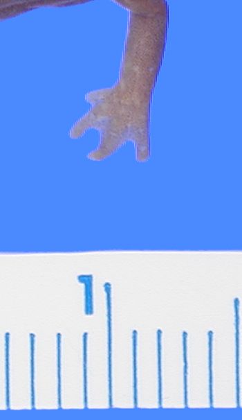 Media type: image; Herpetology A-26752